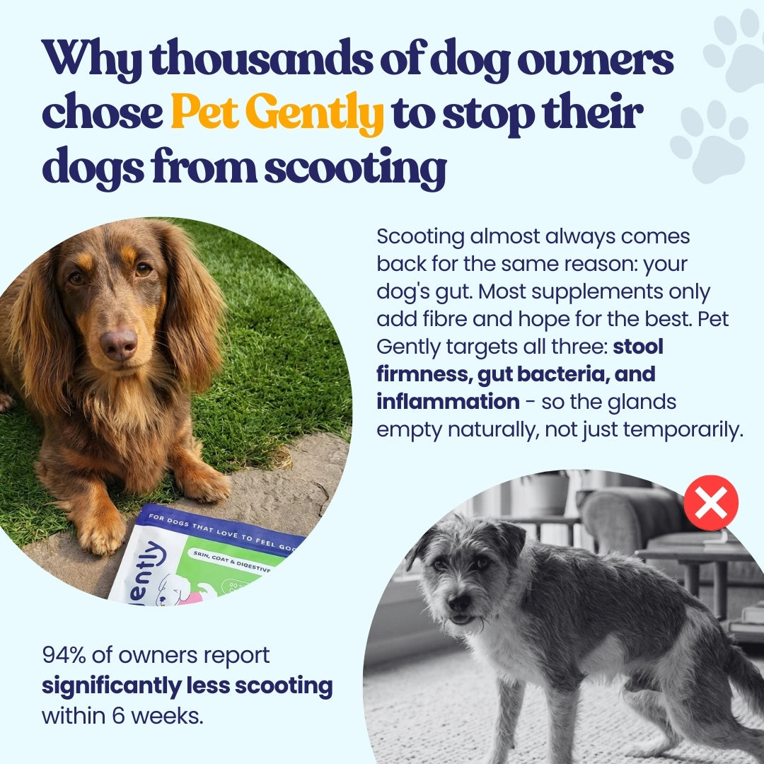 Anal Gland, Skin, Coat, & Digestive Support Chews*