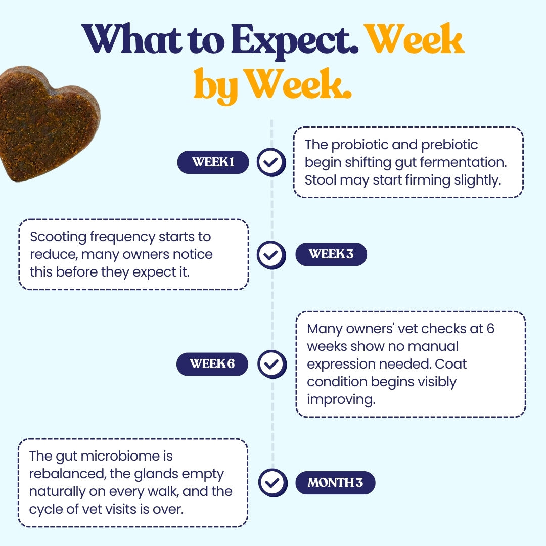 Anal Gland, Skin, Coat, & Digestive Support Chews*