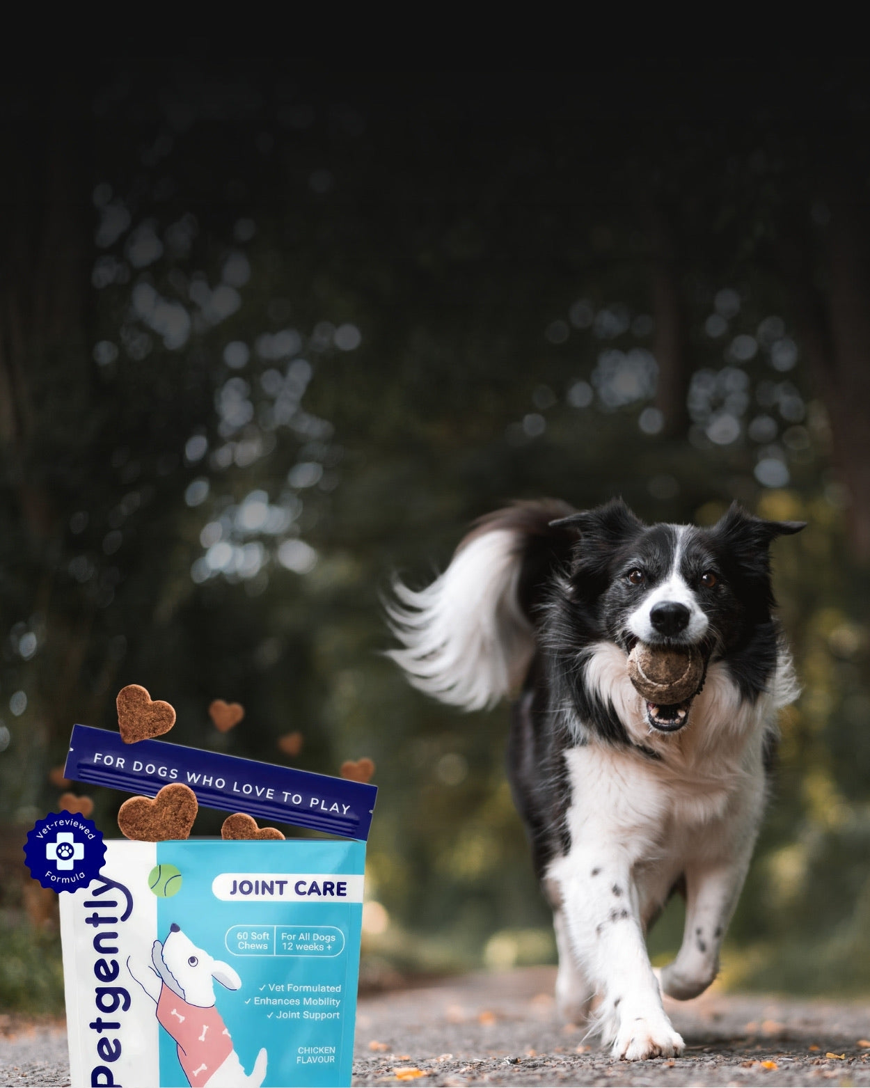 [REPLACE: happy older dog moving easily outdoors, warm natural light]