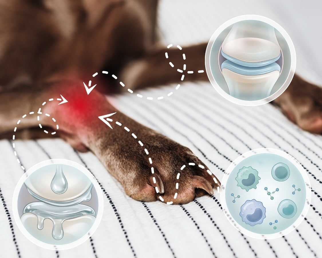 [REPLACE: simple diagram or close-up of dog joint / hip]