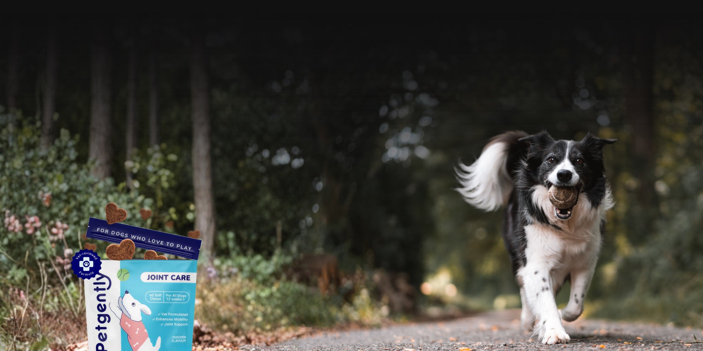 [REPLACE: happy older dog moving easily outdoors, warm natural light]